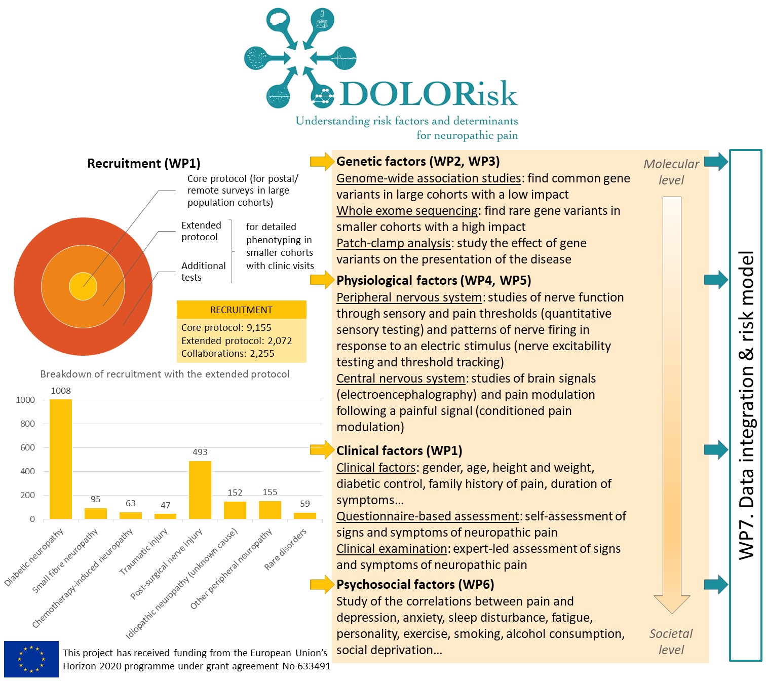 Visual summary of the DOLORisk project, showing the work packages, recruitment numbers, and the different levels of phenotyping (core/extended)